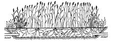 Position: Erstes Bild links in der elften Zeile der Tabelle Größe des Bildes: 227 pixel mal 83 pixel Art, Typ: Pflanzenkläranlage nach DWA Beschreibung, Farben: Ein Bodenfilter mit Drainage und Schächten in einer Folie. Darauf wächst Schilf.